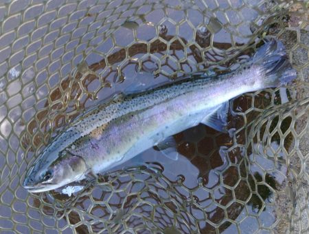 一日中釣れ続いた平谷湖フィッシングスポット